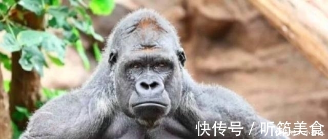 小鼠|天天举铁训练,肌肉还不大为何动物不运动肌肉发达程度远超人类