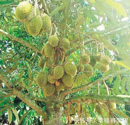 道理|榴莲一年能结400颗果,为何还那么贵?原因在这3点,网友:有道理