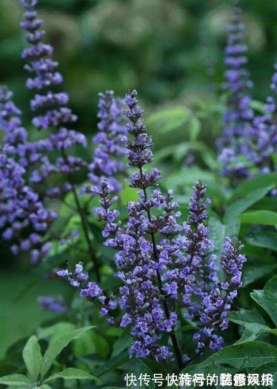 香气|5种香花,家里养一盆,好看还“养人”,全家都健康