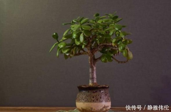 蛭石|这3棵“树”买不起,偷偷截一段,埋下就能活,方便还实惠