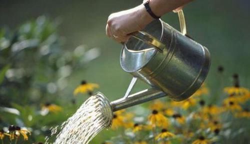 养花|养花一定要戒掉的坏习惯,不然家里全是空花盆,啥花也养不好