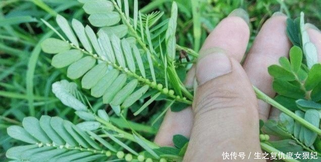 暑热腹泻|人称“阴阳草”,如今不多见,看到是福气,别拔,拔1棵少1棵