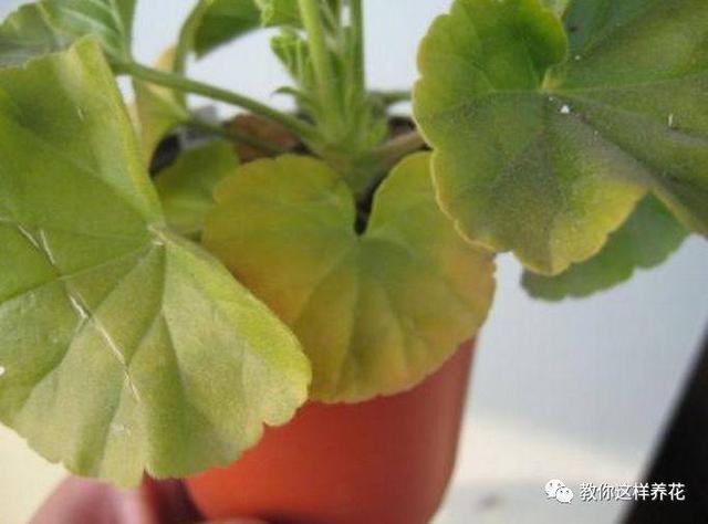 叶子|花草叶子发黄,10种原因最常见,第二种最常见!