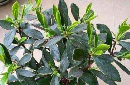 四种植物度夏难,春夏防护做得好,这个夏天轻松过