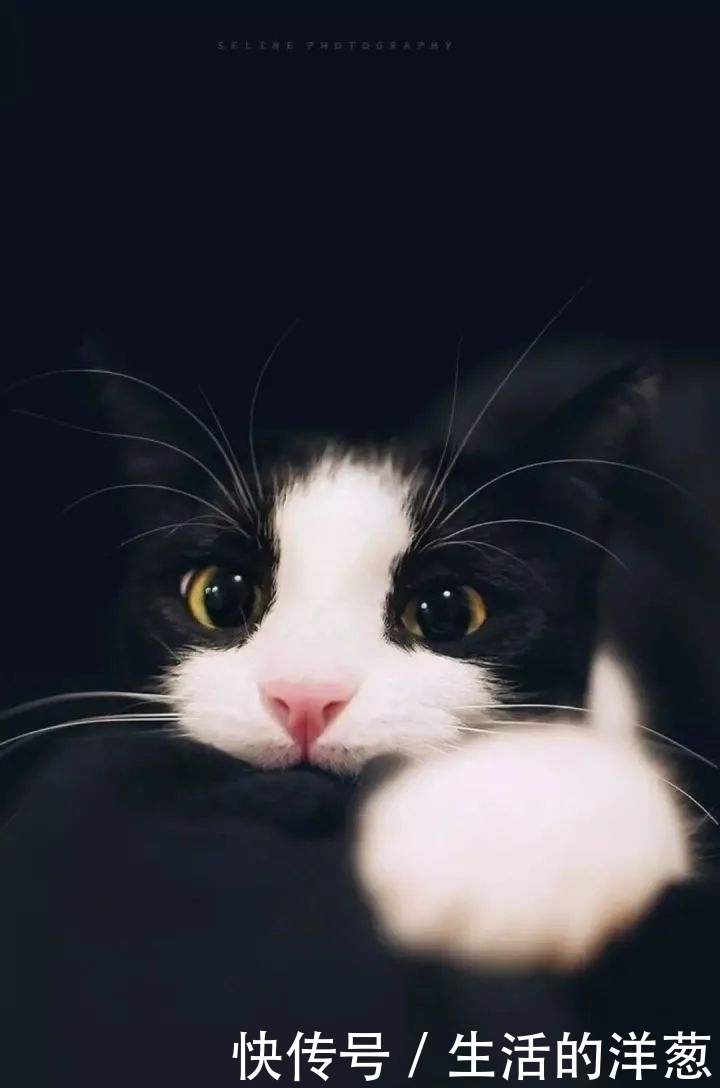 配不上|原来的壁纸已经配不上你的iPhone12了,快来换新的猫咪壁纸