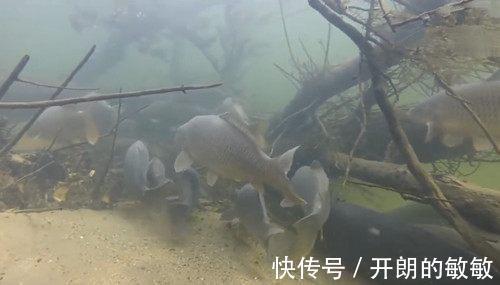 鲫鱼哭运在油锅,批量钓法了解一下,一天能钓七八十斤鱼