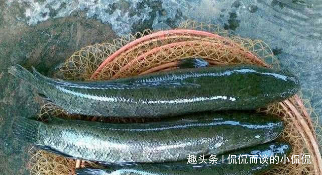 钓鱼人最“痛恨”的7类鱼，十个钓鱼人里面，有九个半是讨厌的