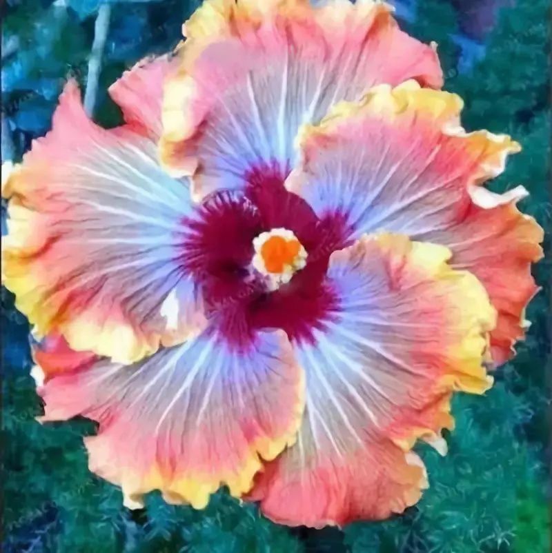 蓝眼菊|乡下拍到的照片，99的人没见过尤其是第7张绝了