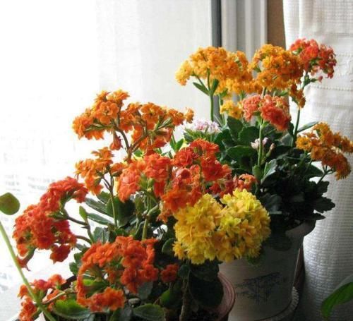  换盆|养长寿花，3件事别做，不然满头花苞也不开，别忽视