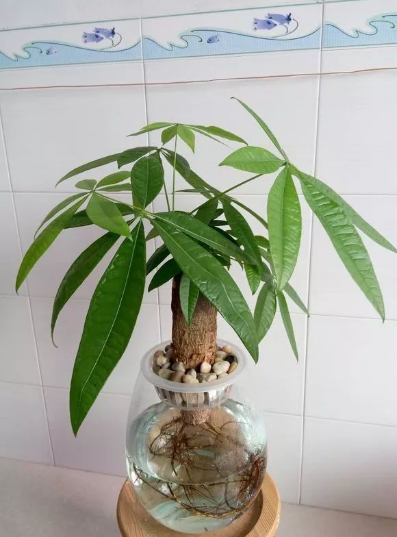 水培虽好,5点不注意,变成蚊子窝,别忽视!