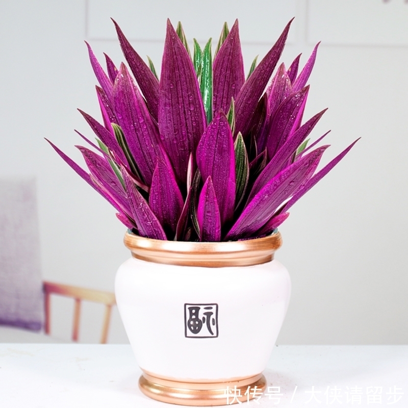 “人养花三年,花养人一生!”家居盆花100种,总有几款你喜欢