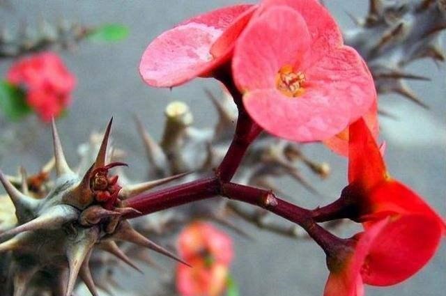 家里养花“别瞎买”,5种花是“有毒”的,对大人小孩都不好