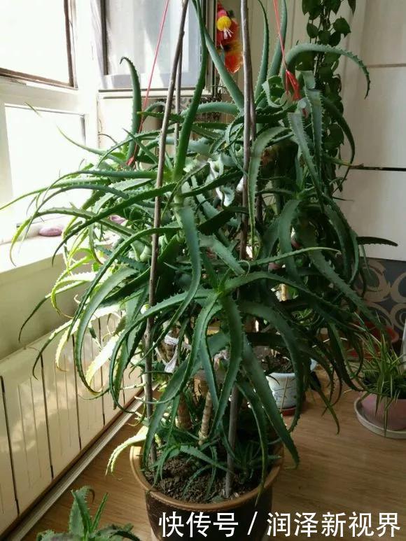 烂根|20年的玉树,10年的芦荟,枝干“胳膊粗”,是这样养成的
