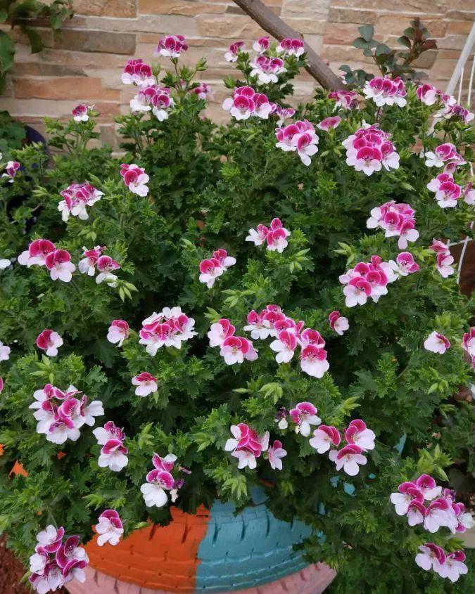 养花技巧:大冬天,她家的小院开满200盆花,全家人过年围着看!