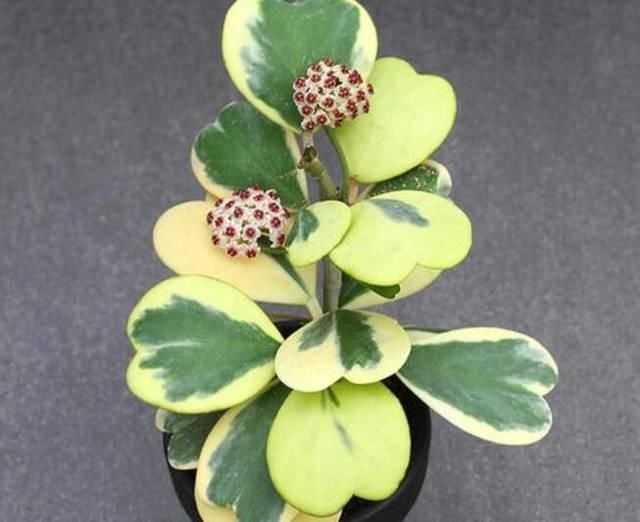 不用|什么黄豆水、淘米水都不如“它”,1勺就爆盆,不用发酵无异味