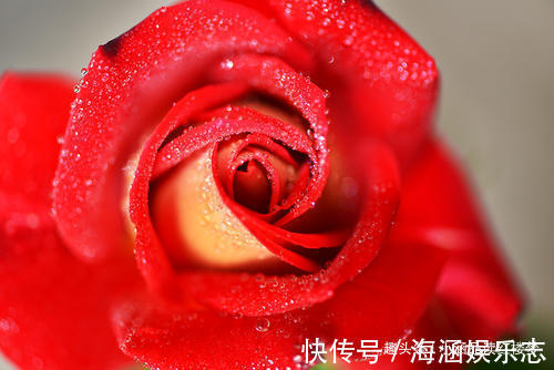 变异$红楼梦玫瑰花变异成四种特殊用品,每一种都让人遐想