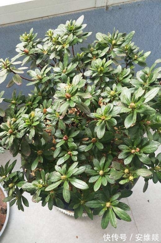 植物出现5种情况,说明根系有问题,要赶紧救治