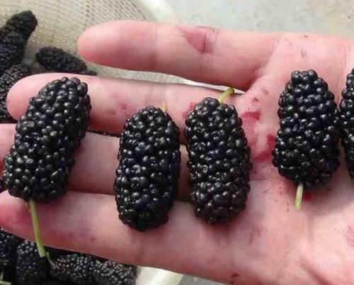 血液粘稠|人到中年血液粘稠易血栓,多吃此8种食物,清除血管垃圾远离疾病