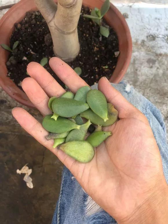 5种花最怕乱浇水，浇错了就烂，浇得越多，死得越快！