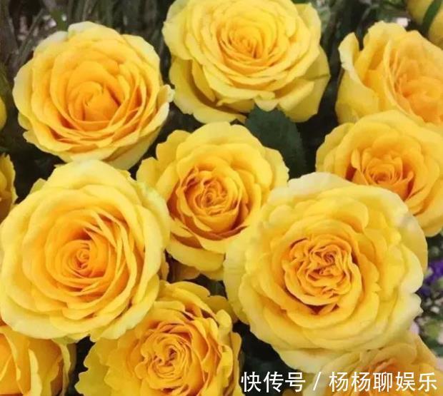 美人|喜欢菊花，就养盆“玫瑰精品”可爱多，似美人偏偏，娇艳高贵