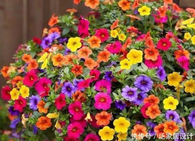 4种花,扔土里就能开花,浇水越多开花越多,美爆一整夏!