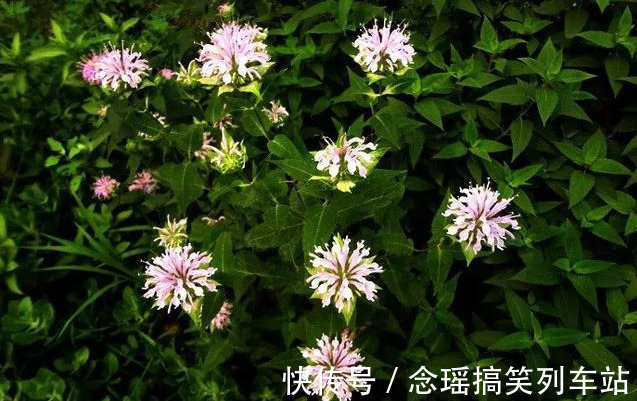 薄荷不仅可以食用观叶，这种薄荷清热解毒，还能一团团的开花
