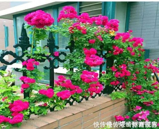 玫瑰香|此花比玫瑰香、比牡丹艳,花团锦簇,一开就是大半年,特别好养!
