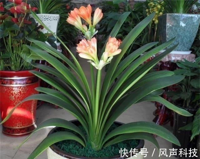 养君子兰别整那些虚的!这么养,叶片绿油油,一年开2次花!