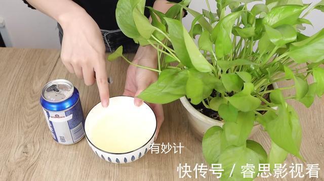 花盆中撒一把,再难养的花,几天就能根壮叶绿长爆盆,太厉害了