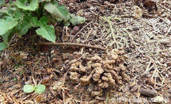 什么花生壳、柳树皮都不如这“2种肥”,盆里埋一点,养啥都爆盆!