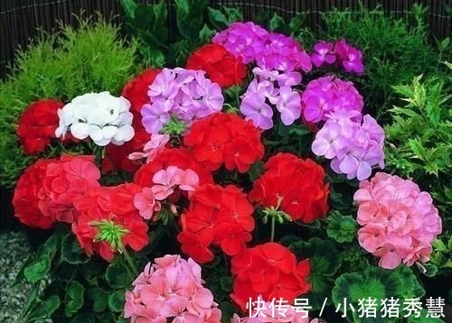 鱼缸|家家都有的1种水,用来浇花,连施肥都省了,养啥旺啥