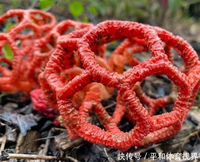 一生都难得一见的奇葩植物，仿佛来自外太空