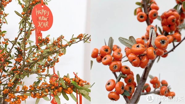 过年必备盆栽 | 20款好看易养的懒人绿植，拼多多店铺低至3元起！附养护心得