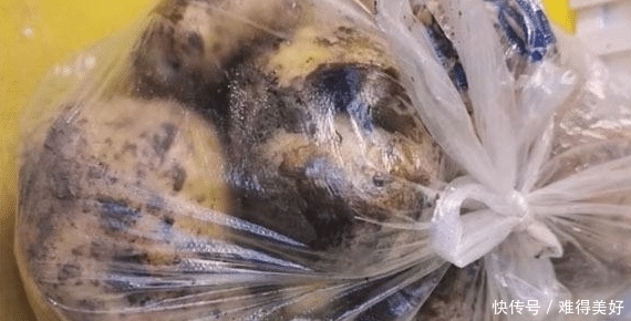 多买来的土豆我家从不放冰箱,教您个土方法,再不怕土豆干瘪发芽