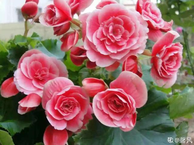 养花技巧这花不是一次性，开完别扔，还能再养7、8年