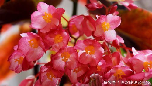 佳品|春天养花选它,满树红花,红红火火,一年四季都开花,是盆栽佳品