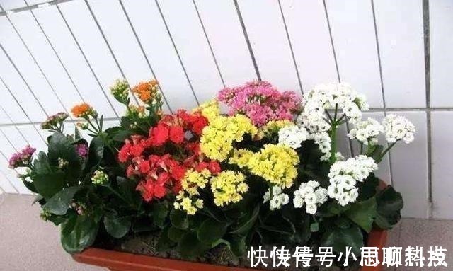 施肥|长寿花,用2个“窍门”,叶片就像“猪耳朵”,花儿紧凑上千朵