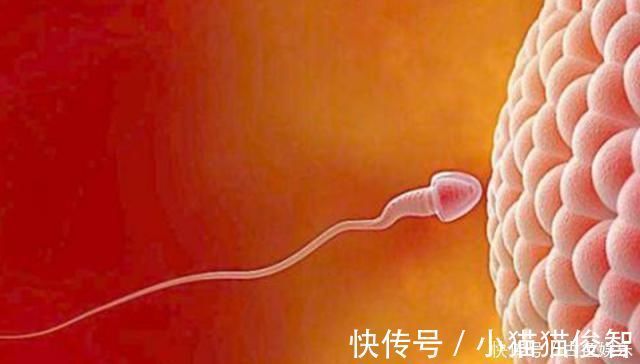 女性|别再为了怀孕计算排卵期了,看身体反应,出现三个说明排卵期来了