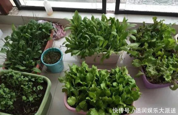 淘米水啤酒水,真不如这种水,养花一绝,浇一盆旺一盆