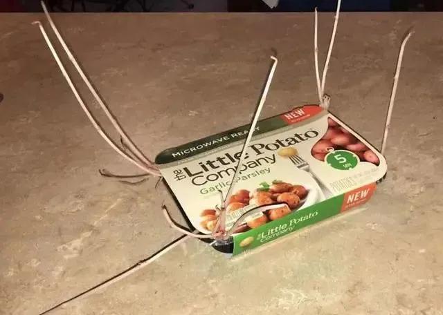 生物|土豆发芽有多恐怖!26张照片告诉你,它才是这个星球最神奇生物