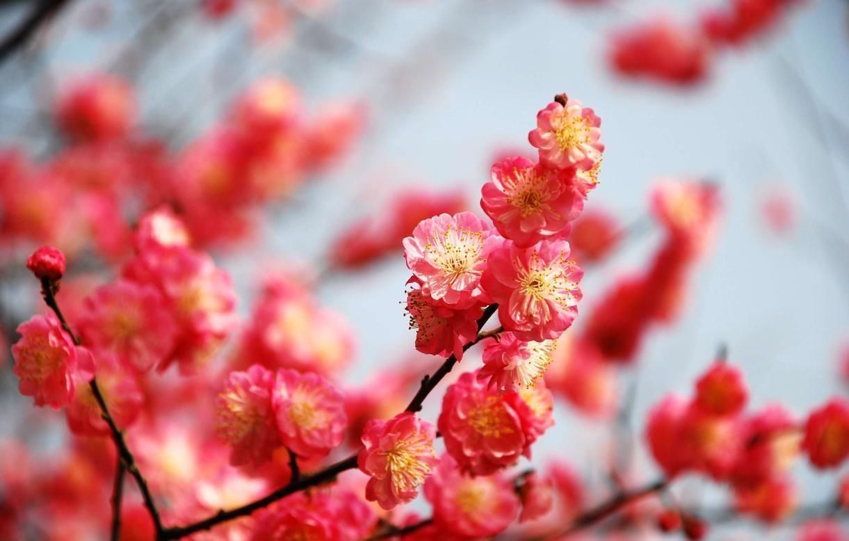 名花|盘点9种名贵花草，每一种都高贵优雅，看看有你喜欢的吗？