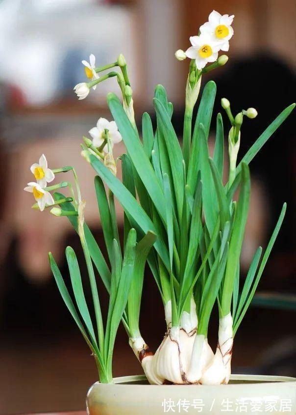 福建人爱养花草盆景，他们对花草形态是有“高要求”的！