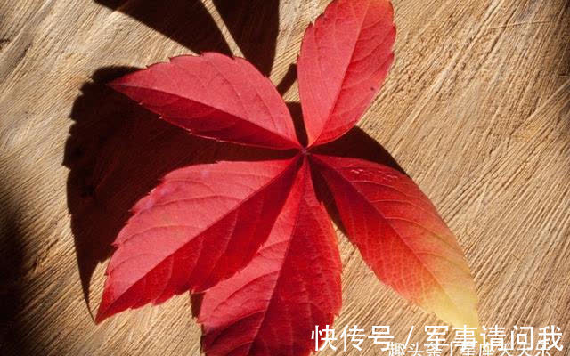 桃花|7天后，喜事临门，桃花绽放，爱情开花，邂逅良人，牵手前行