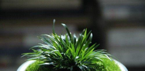 此盆栽好看,清香致雅,天然的盆景,易养护,是室内茶室摆放佳品