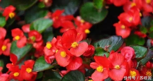 养花|养花不会浇水?这几种常见花卉的浇水方法学会了,再也不怕浇死了