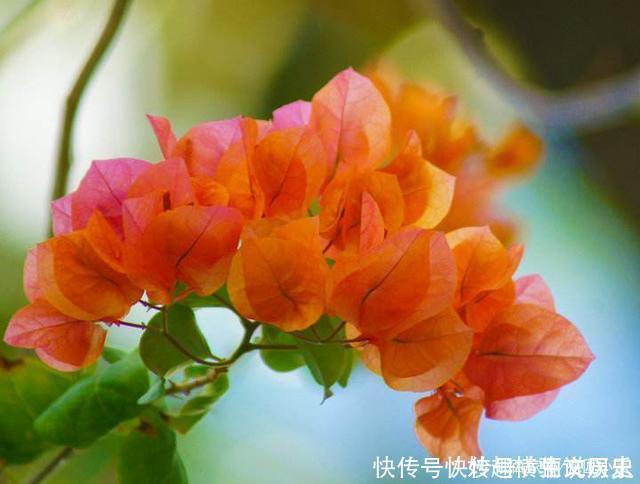 45种三角梅品种,红、橙、黄、绿、白、紫,每一种都很好看!