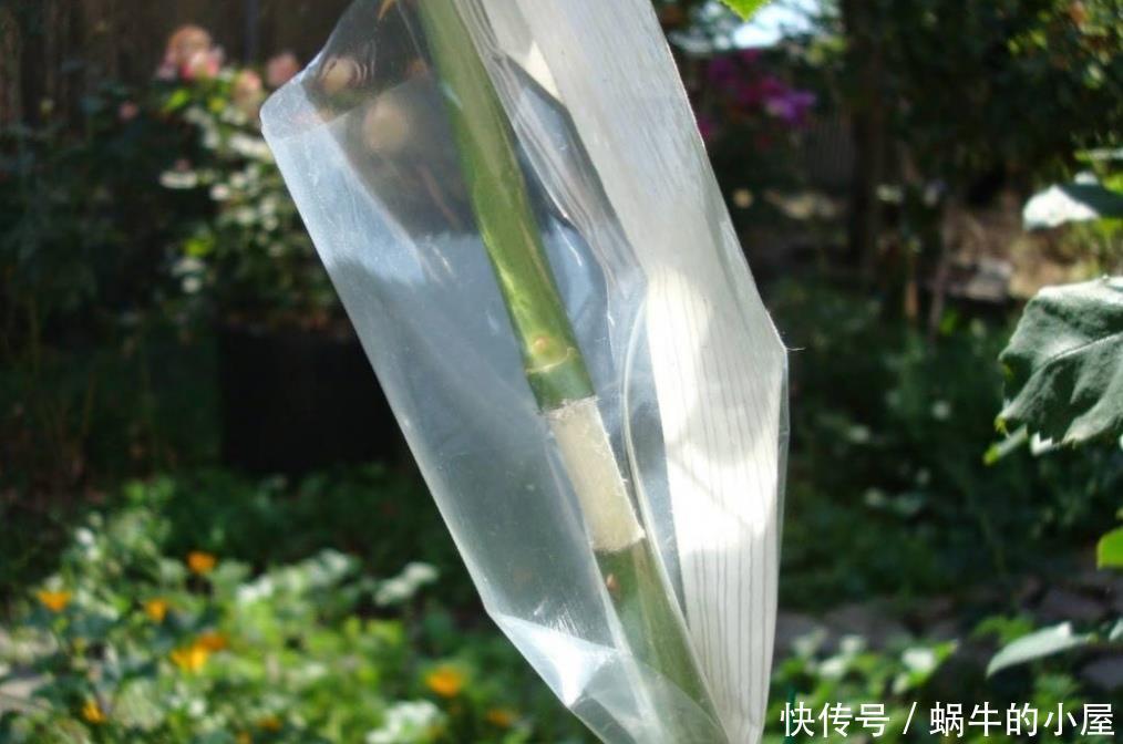 花木扦插不生根,学会另2种繁殖方法,生根快、成活率更高