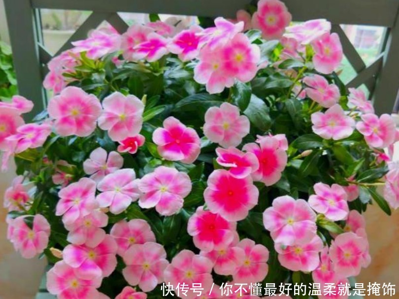 太阳花|“4种花”漂亮又好养,从春天一直开到冬天,越养越喜欢!