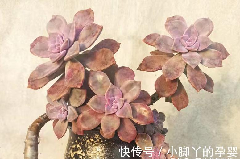 血斑紫乐?糖心紫乐?可别交智商税了!其实多肉紫乐就只有一种