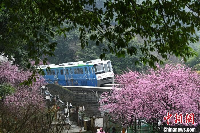 重庆单轨列车穿梭梅花林成美丽风景